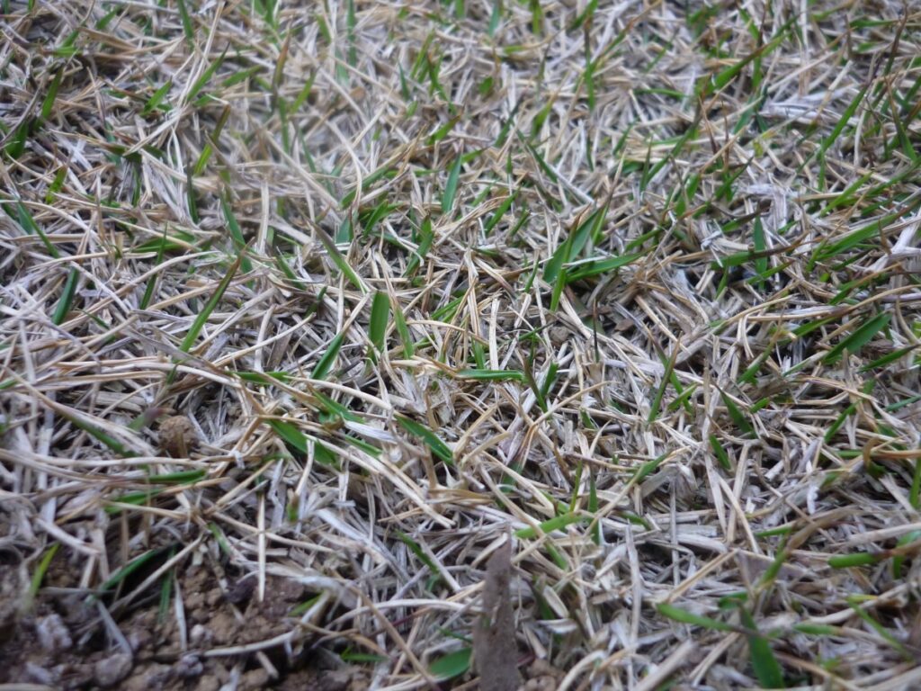 03diy-160331lawn1