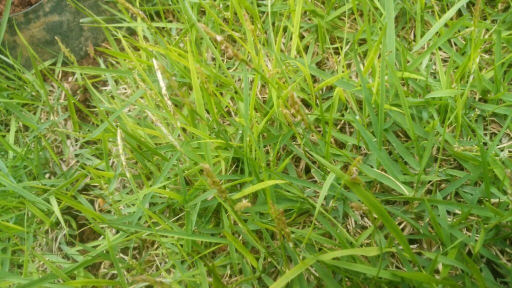 03diy-160507lawn1