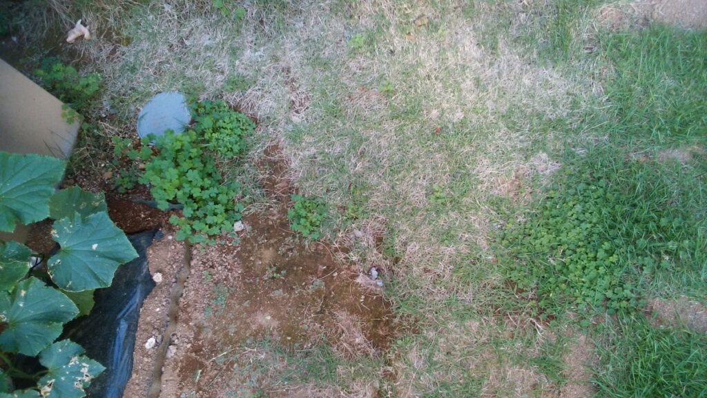 03diy-160514lawn1