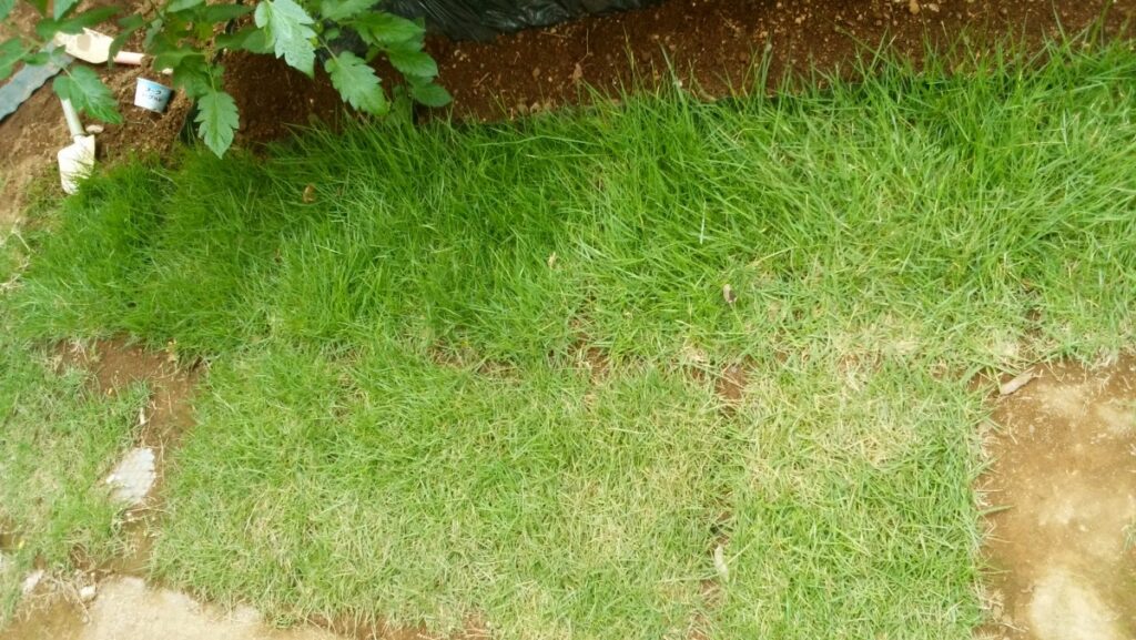03diy-160611lawn1