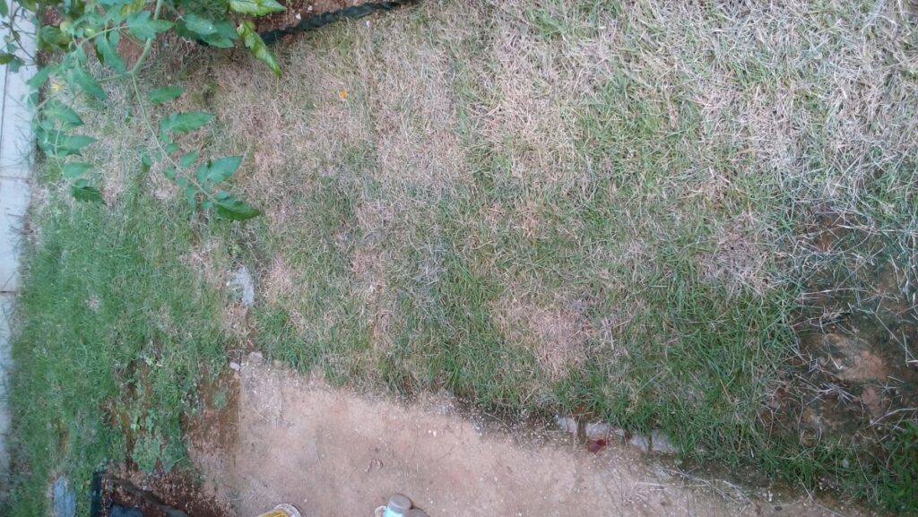 03diy-160731lawn11