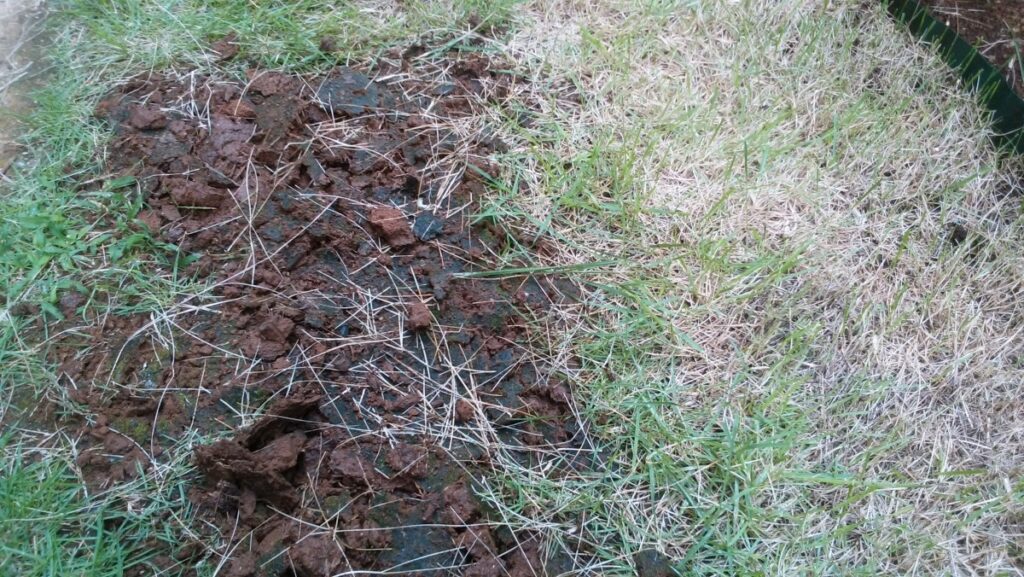 03diy-160806lawn3