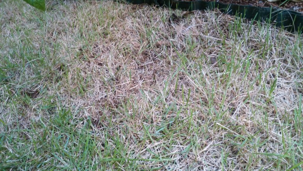 03diy-160806lawn4