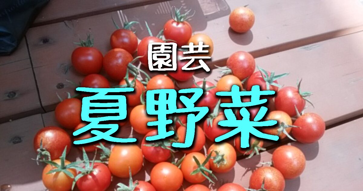夏野菜