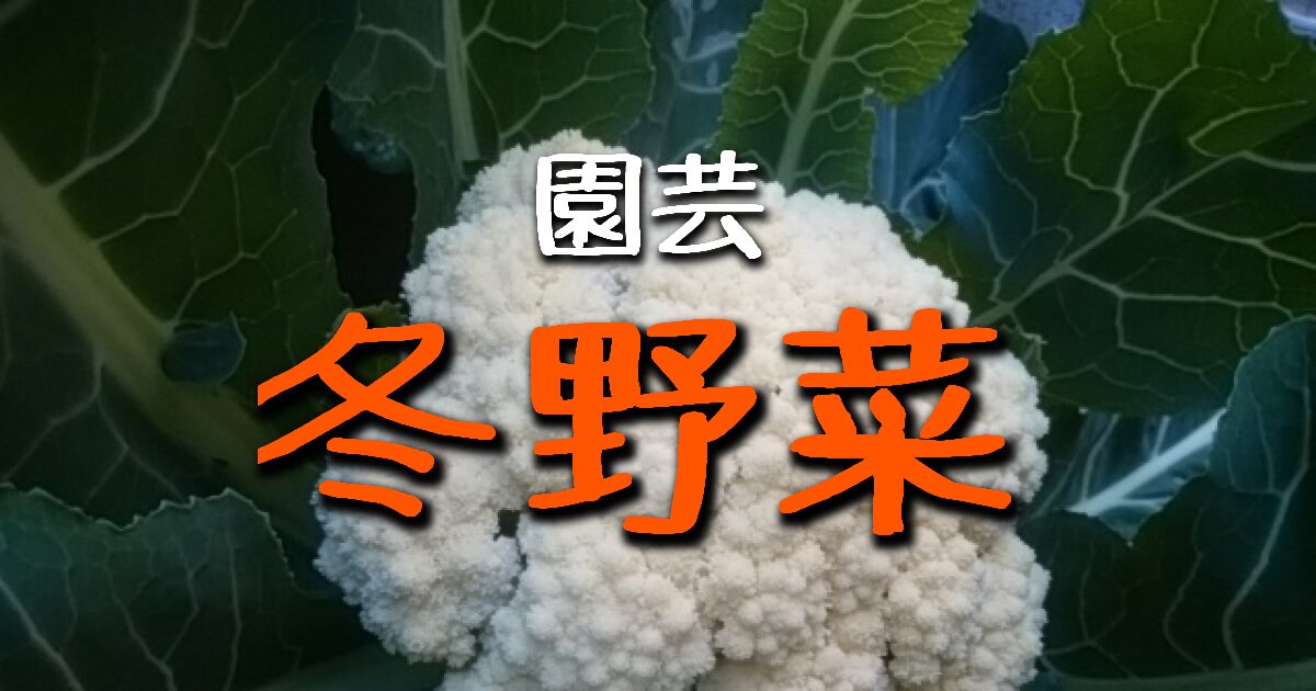 冬野菜