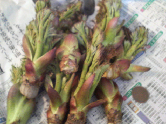 080420sprouts