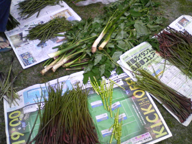 080504sprouts